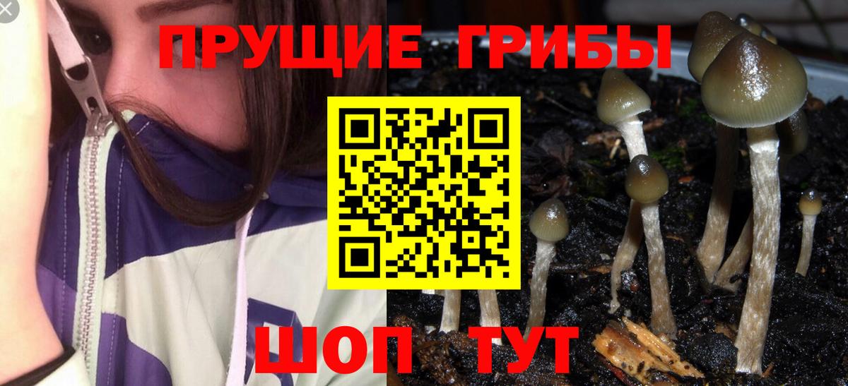 Галлюциногенные грибы Cubensis  Вход с VPN  цены наркотик  Донской 